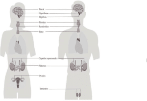 organos del cuerpo humano disruptores